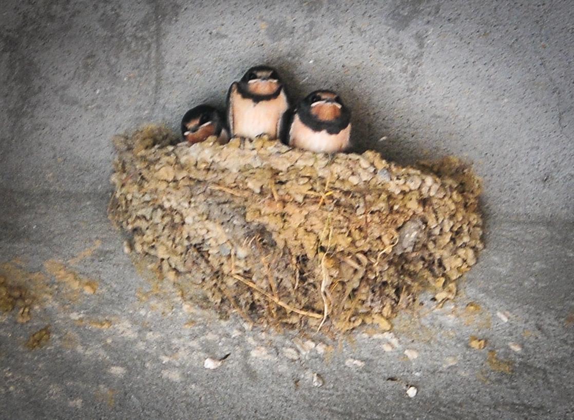 Apartmani Bekonja ティヴァト エクステリア 写真